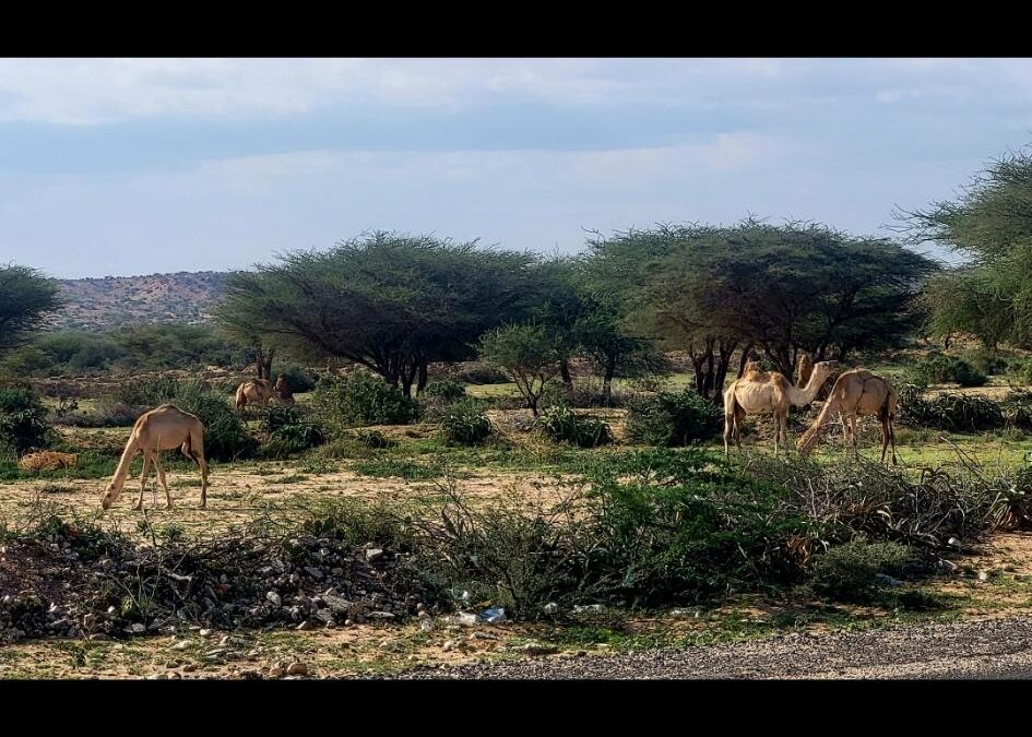 Het Guurti en het Xeer systeem